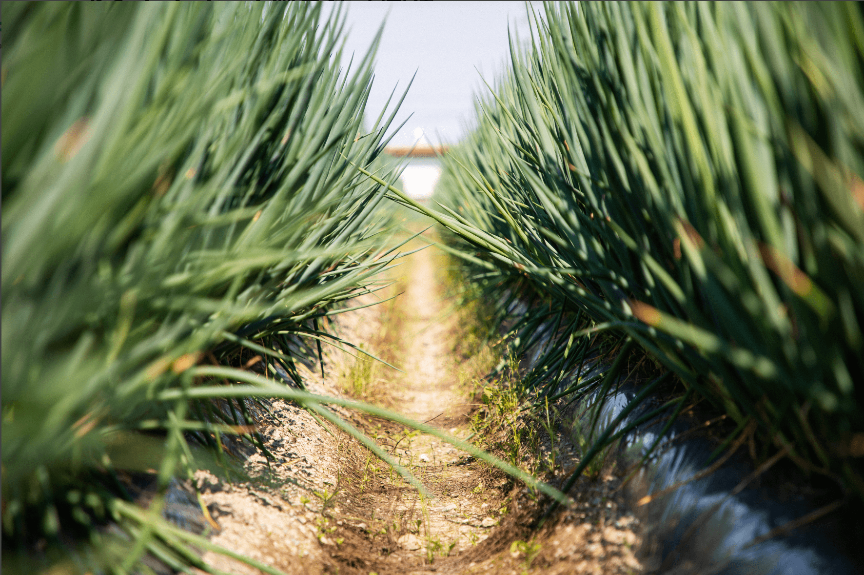 新たなネギの魅力を引き出すマーケティング担当を募集！