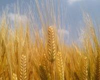 株式会社勅使川原精麦所のロゴ