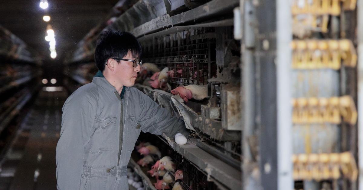 養鶏経営の新しいもモデルをつくる、未来ファイナンス戦略