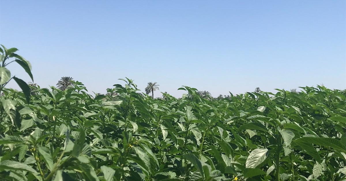 「あおつぶ」の成長を支える生産体制進化プロジェクト